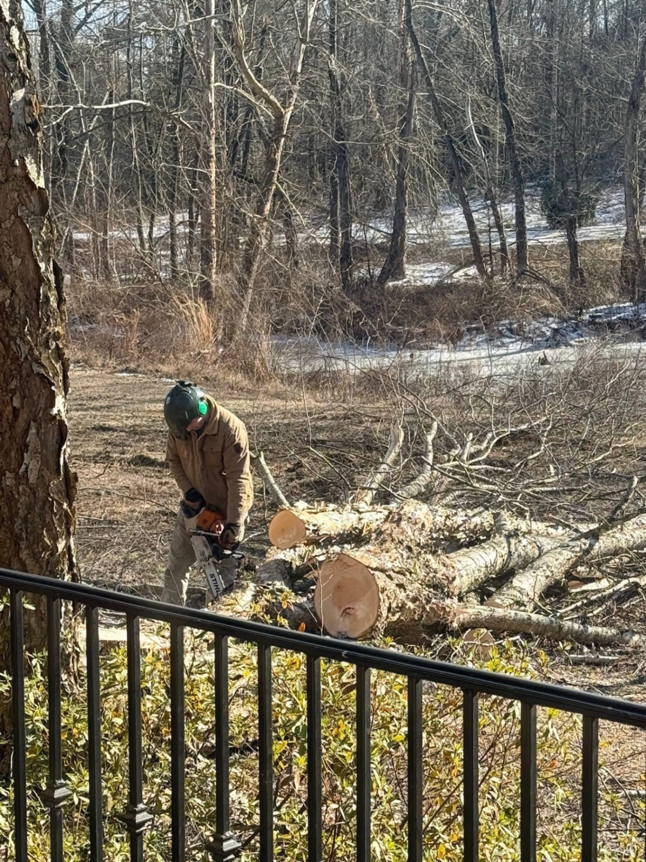 Storm-damaged tree